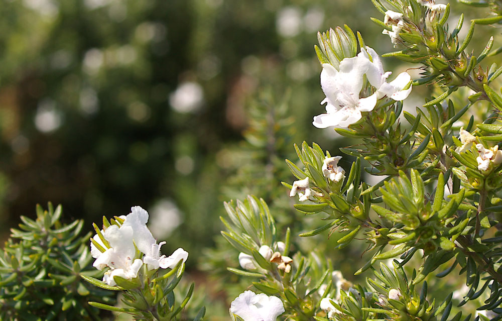 Westringia fruticosa